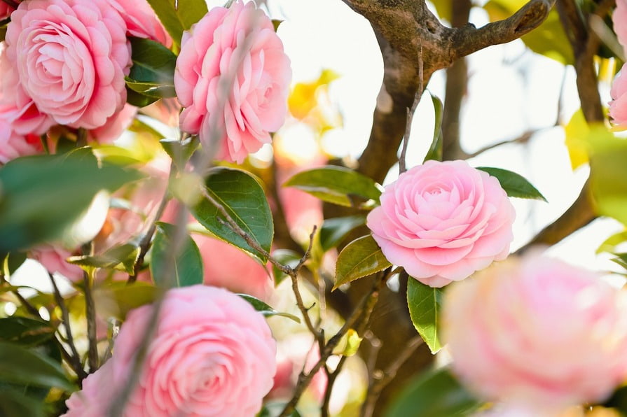 Rosa Camellienblüten auf einem Baum, umgeben von grünen Blättern und beleuchtet von sanftem Sonnenlicht